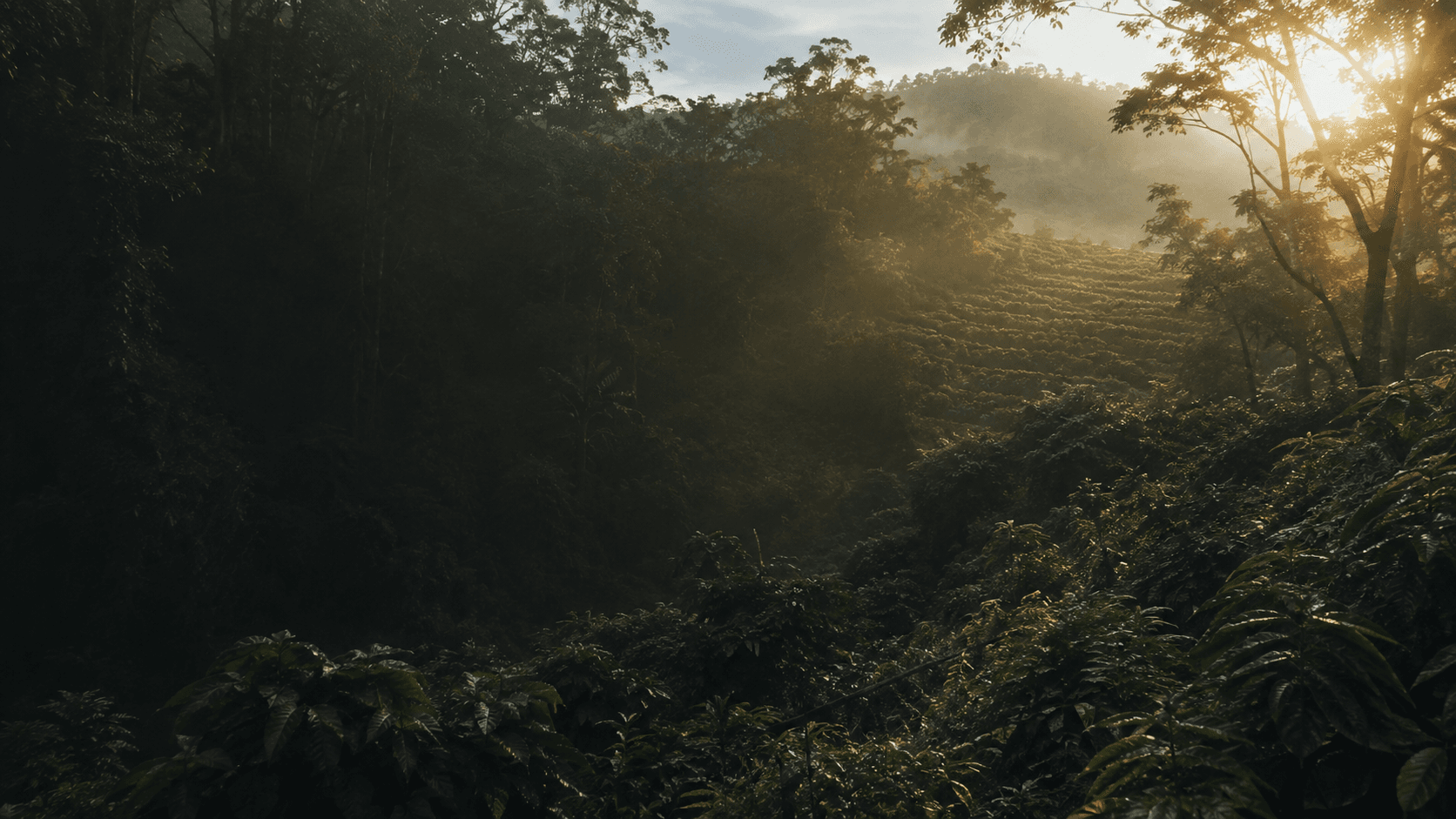 Coffee estate on a Western Ghats hillside at first light
