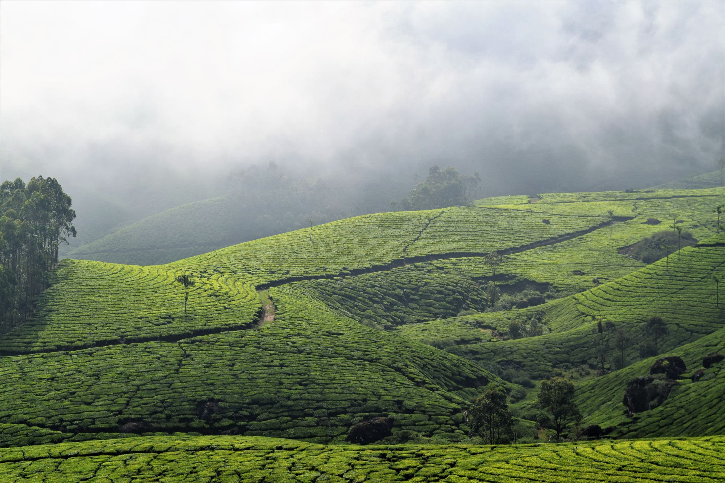 Terraced hill estates under monsoon cloud