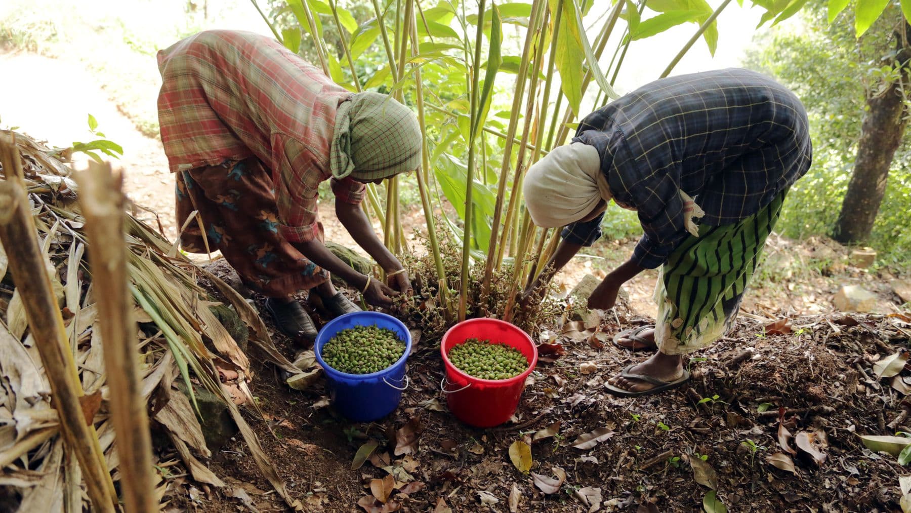 Cardamom being hand-picked into collection buckets in Wayanad, India