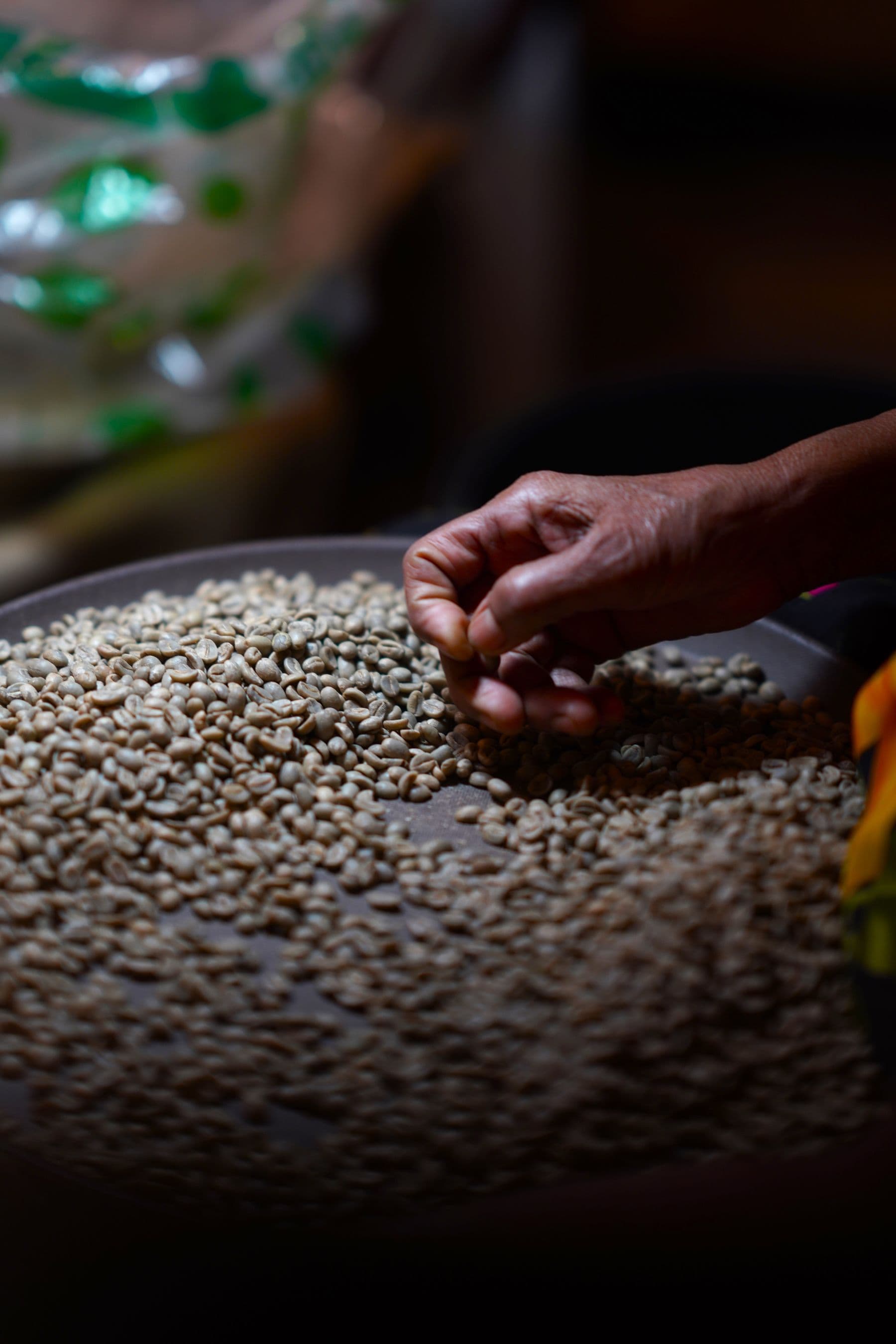 Green coffee beans being sorted by hand on a grading tray