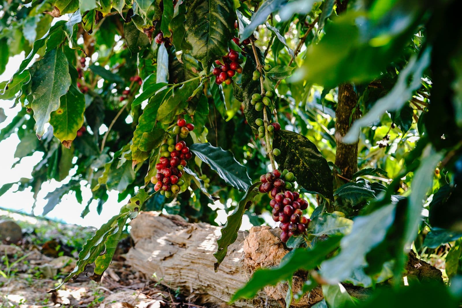 Ripe red coffee cherries on the branch before picking
