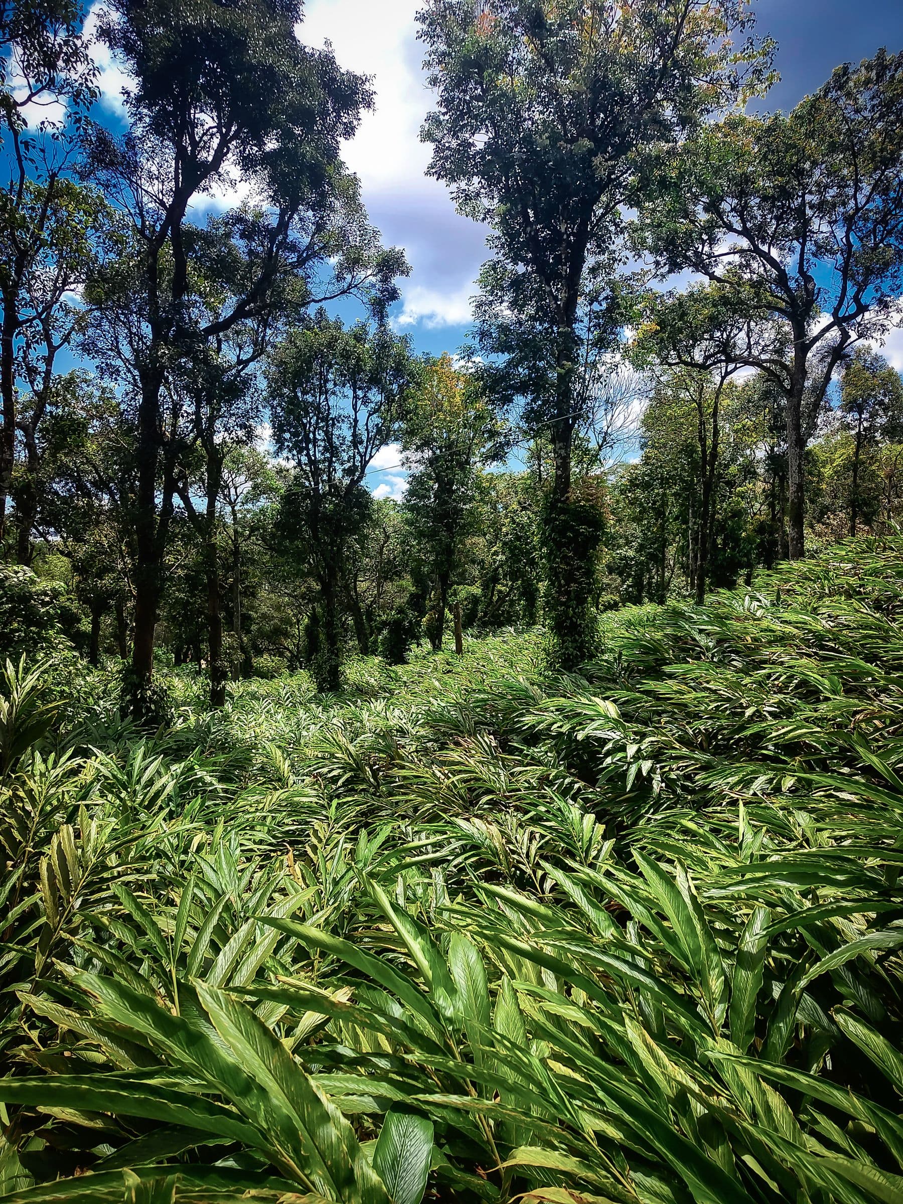 Cardamom growing in the shaded understory of a high-altitude plantation