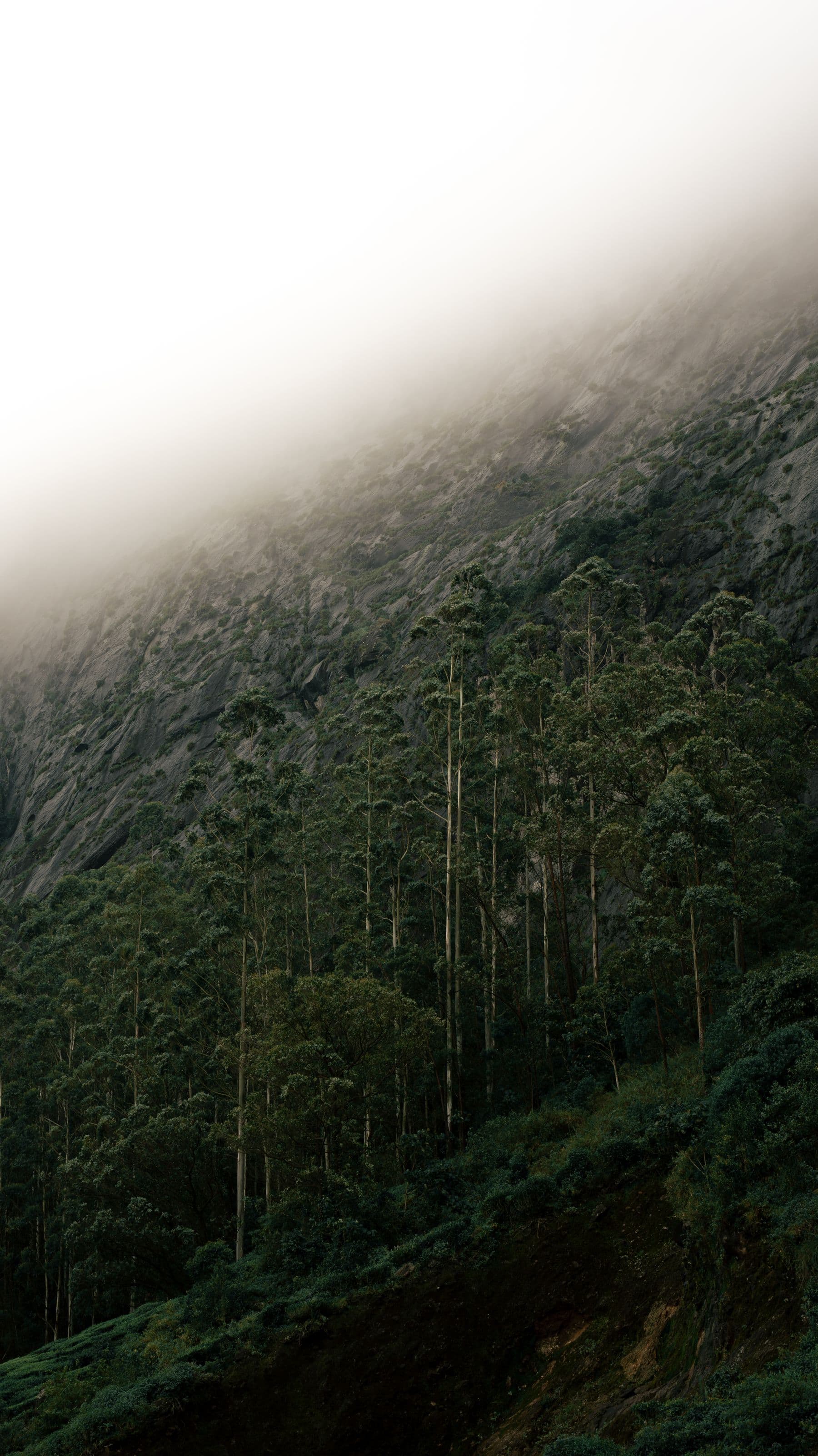 Mist moving across a forested hillside in Munnar, Kerala