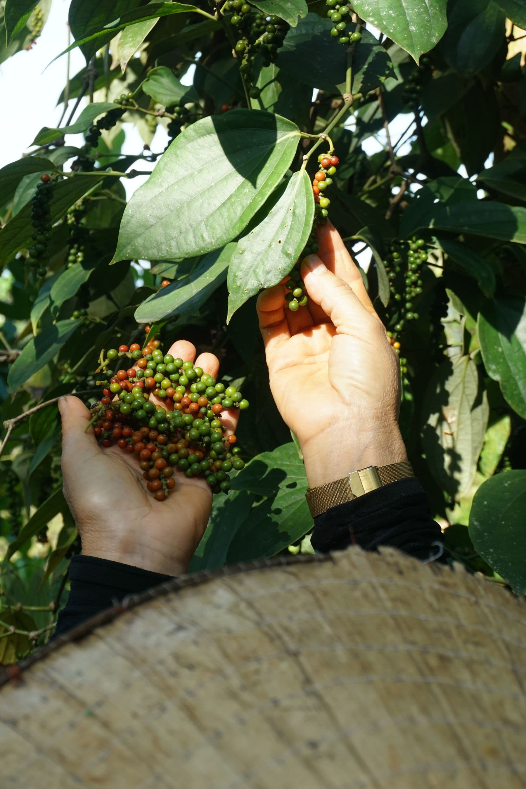Pepper spikes held at the vine, berries turning from green to red