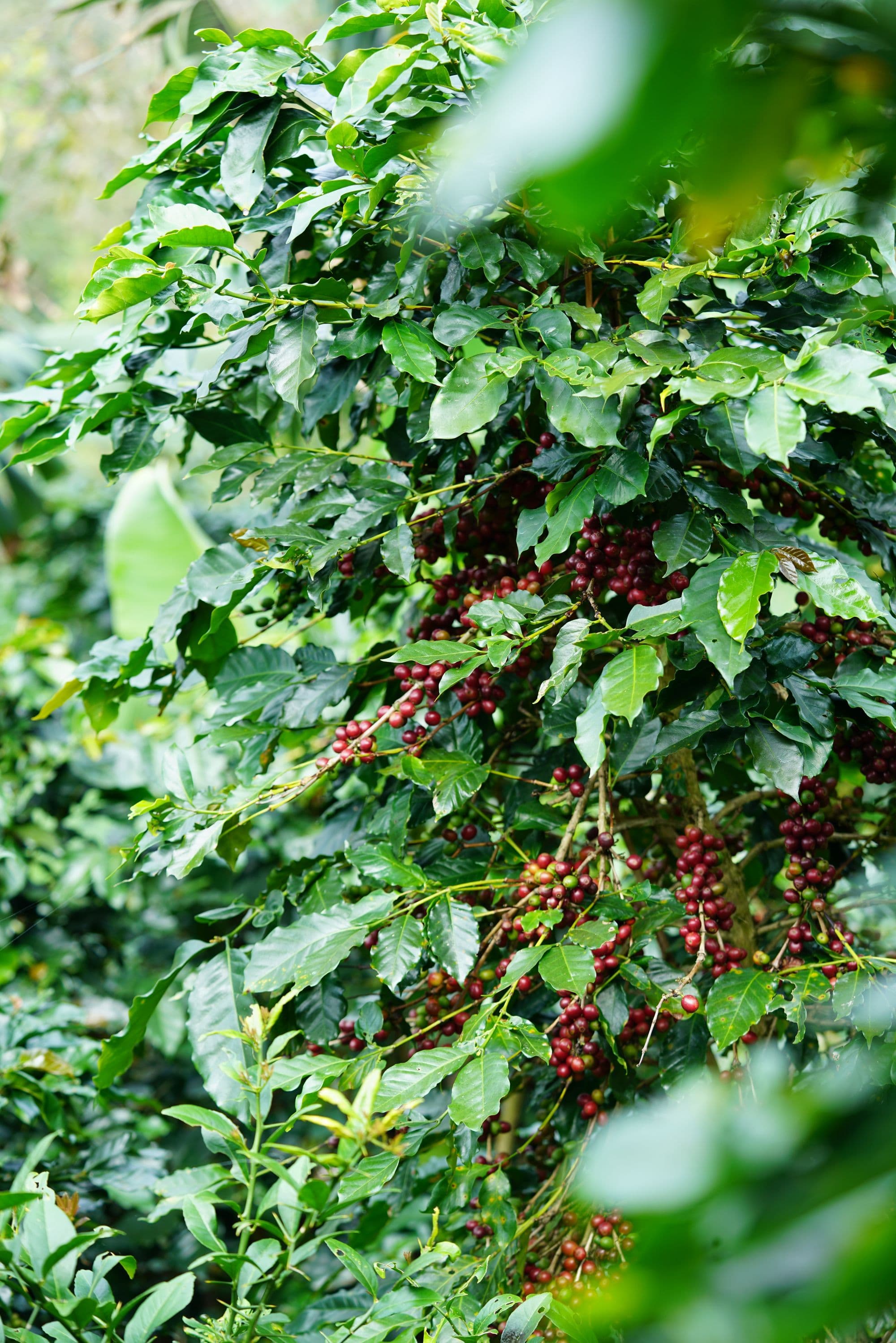 Coffee bush in fruit under a shade canopy